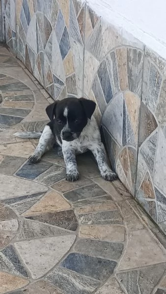 regalo 2 cuccioli media taglia | Foto 0