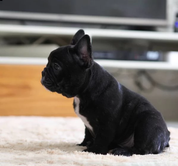 disponibili cuccioli di bulldog francese | Foto 2