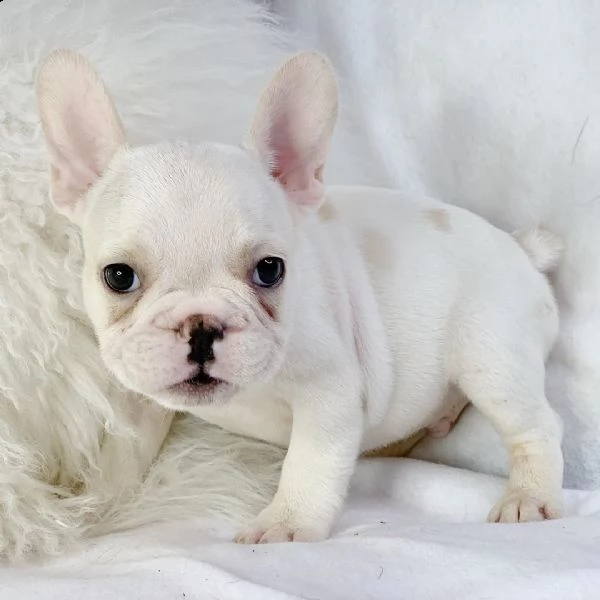 disponibili cuccioli di bulldog francese | Foto 1