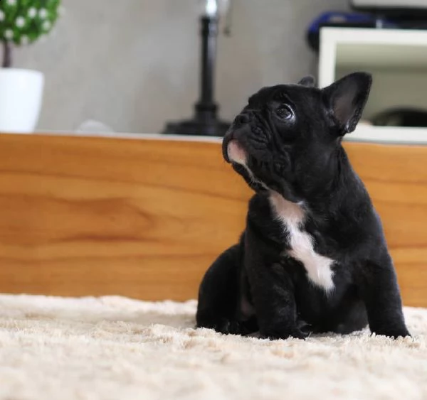disponibili cuccioli di bulldog francese | Foto 0