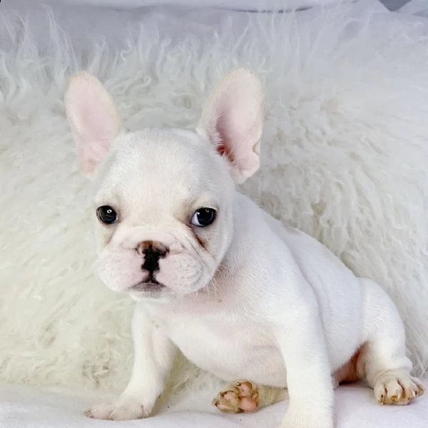 disponibili cuccioli di bulldog francese