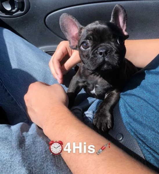 bellissimi cuccioli di bulldog francese maschio e femmina | Foto 2