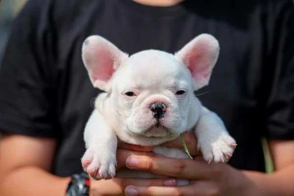 bellissimi cuccioli di bulldog francese maschio e femmina | Foto 1