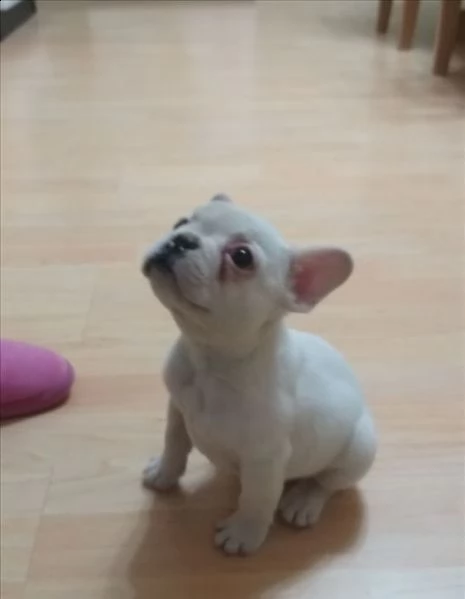 bellissimi cuccioli di bulldog francese maschio e femmina | Foto 0