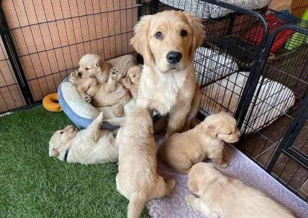 cuccioli di golden retriever in adozione | Foto 0