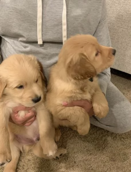 cuccioli di golden retriever in adozione