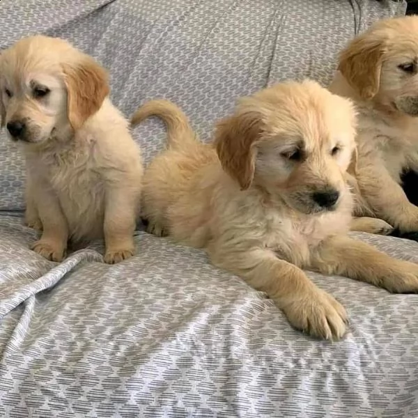 i cuccioli di golden retriever hanno bisogno di una nuova famiglia