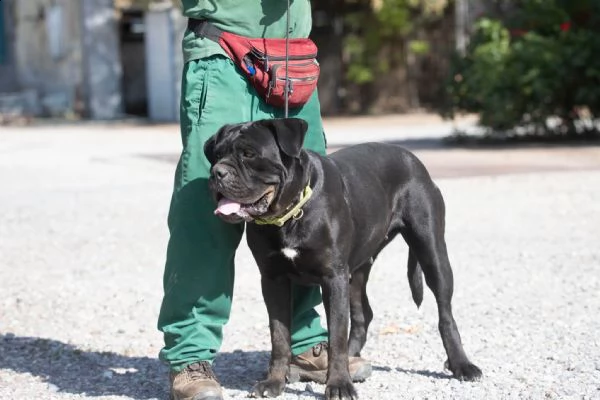 cane corso femmina