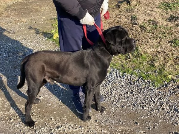 cane corso con pedigree