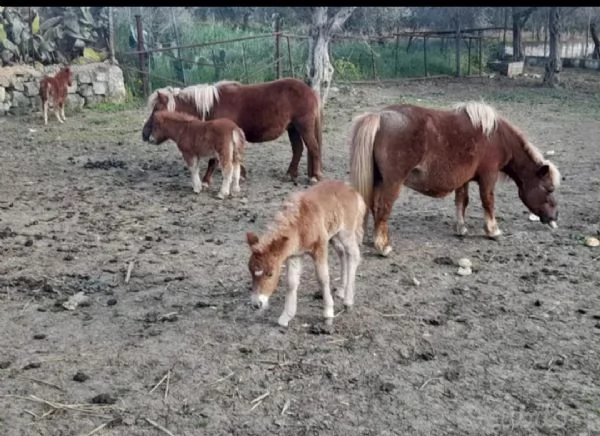  pony 