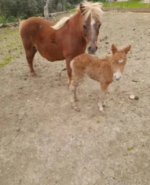  pony  | Foto 3
