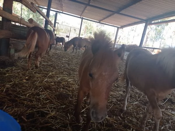  pony  | Foto 2