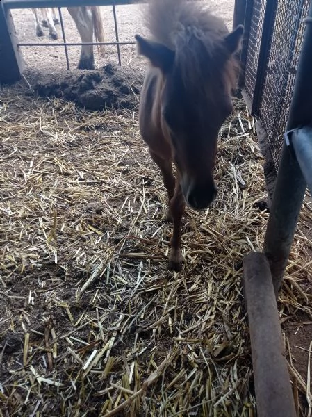  pony  | Foto 1
