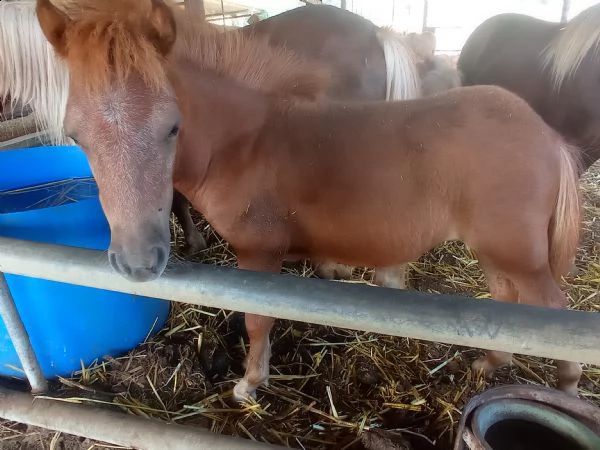  pony  | Foto 0