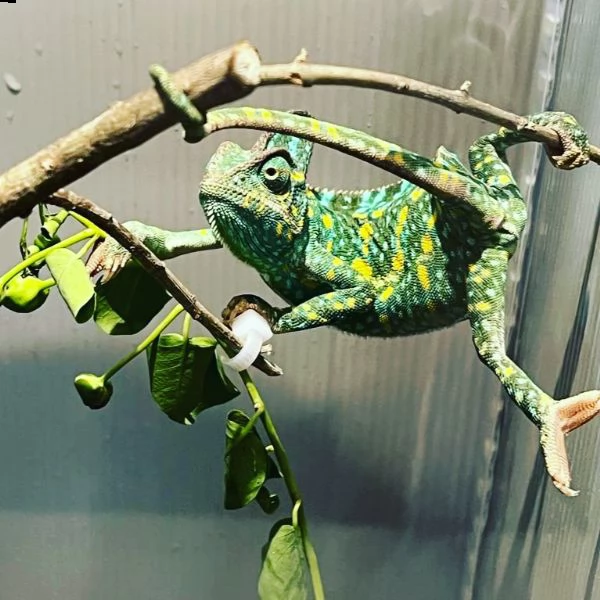 vendo coppia camaleonti calyptratus..coppia già riproduttiva (9 mesi il maschi-10 mesi la femmina) 