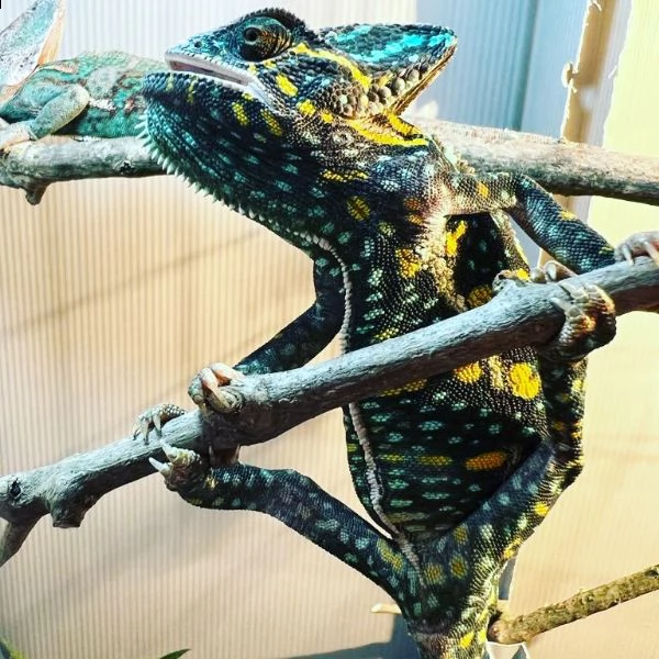 vendo coppia camaleonti calyptratus..coppia già riproduttiva (9 mesi il maschi-10 mesi la femmina)  | Foto 1