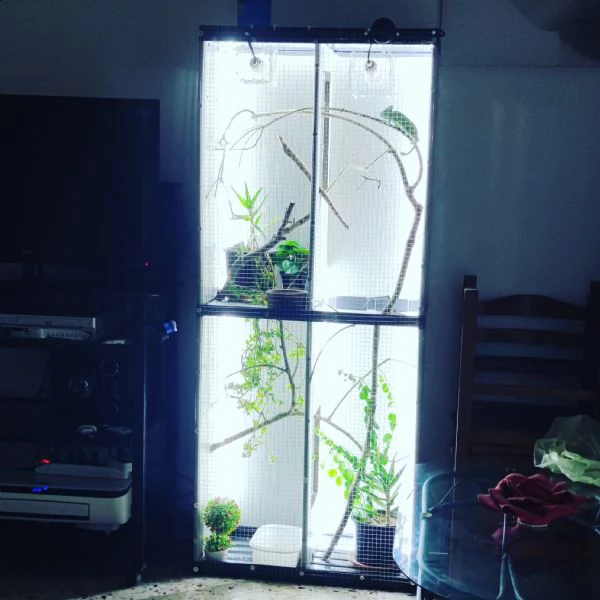 vendo coppia camaleonti calyptratus..coppia già riproduttiva (9 mesi il maschi-10 mesi la femmina)  | Foto 0