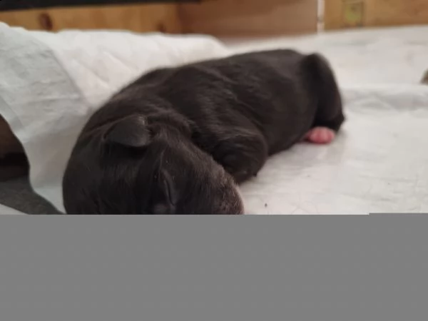 cuccioli border collie  | Foto 4
