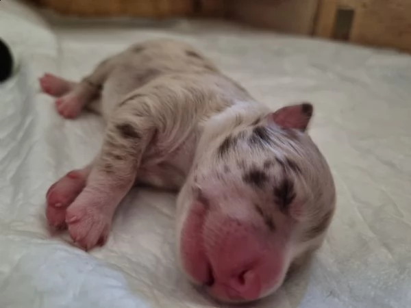 cuccioli border collie 