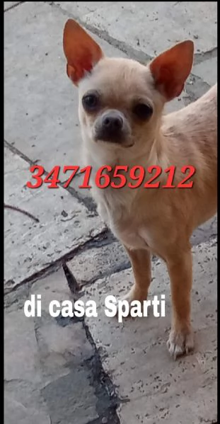 chihuahua femminuccia piccina adulta | Foto 0