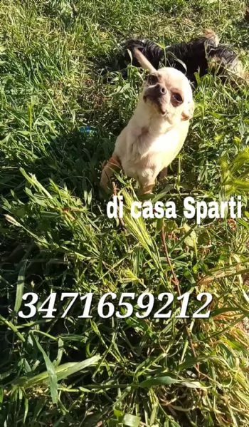chihuahua femminuccia piccina adulta