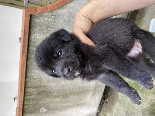regalo cuccioli 