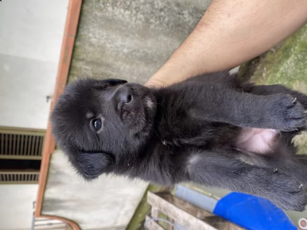 regalo cuccioli  | Foto 6