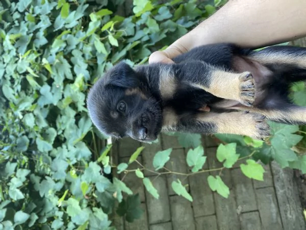 regalo cuccioli  | Foto 3