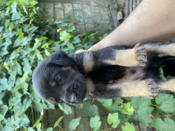 regalo cuccioli  | Foto 2