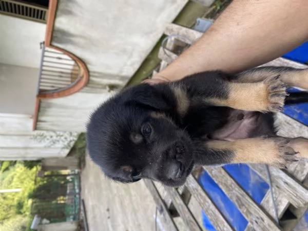 regalo cuccioli  | Foto 1