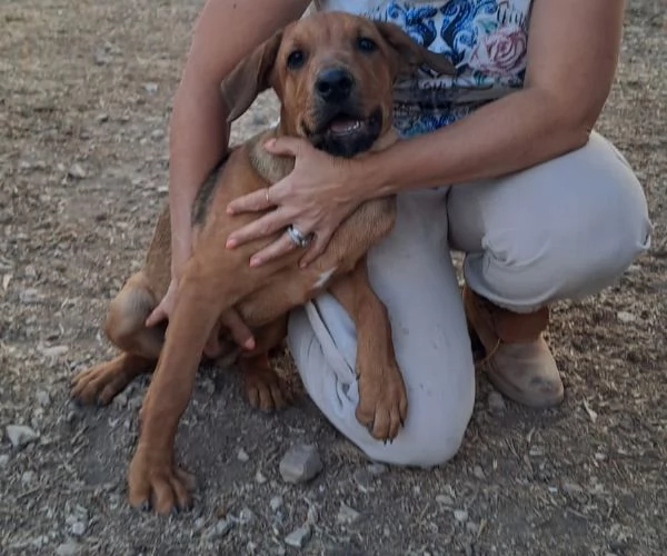 melinda tenera labradorina  vuole trovare una casa | Foto 3
