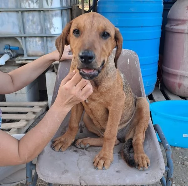 melinda tenera labradorina  vuole trovare una casa | Foto 0