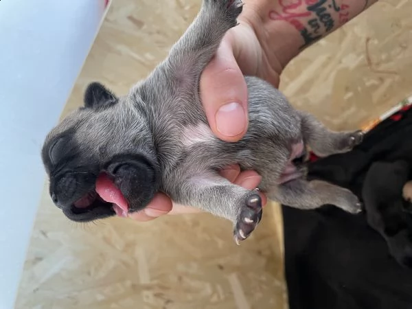 bulldog francese 