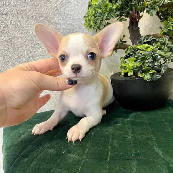   regalo chihuahua cuccioli meravigliosi  
