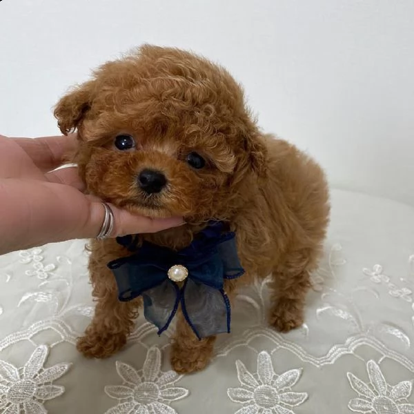 cuccioli di barboncino in adozione | Foto 2