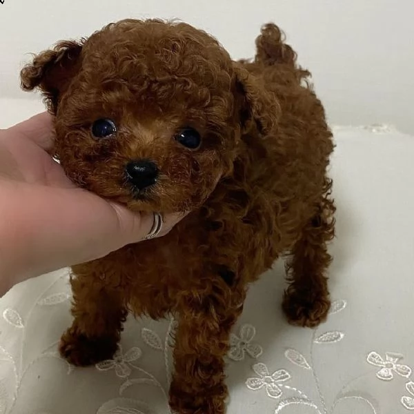 cuccioli di barboncino in adozione | Foto 1