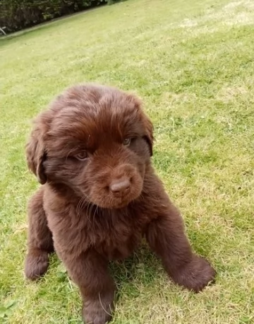 cuccioli di terranova pronti