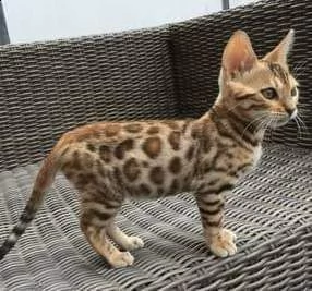 gattino bengala maschio e femmina 