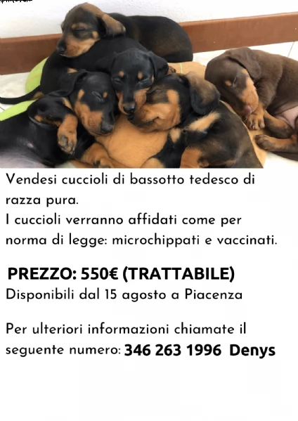 bassotti in vendita