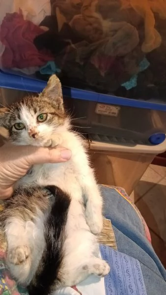 Gattina biscottina dolcissima di 2 mesi | Foto 6