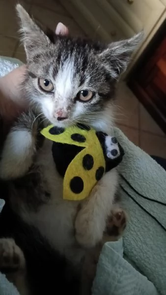 Gattina biscottina dolcissima di 2 mesi | Foto 3