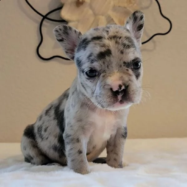 cuccioli di bulldog francese per ladozione