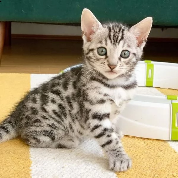 gattini del bengala