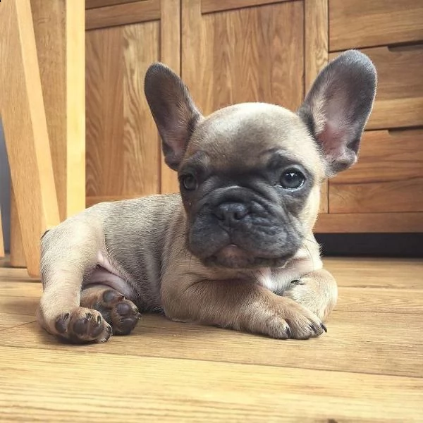 bulldog francese