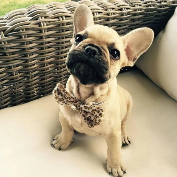 bulldog francese blue