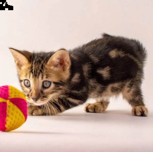 cuccioli bengala