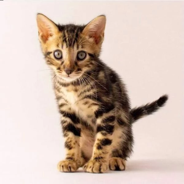cuccioli bengala gatto