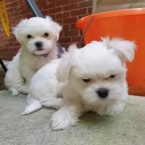 cuccioli maltese toy massimo 2kg e mezzo | Foto 0