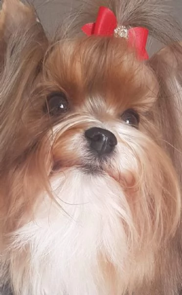 biewer terrier 