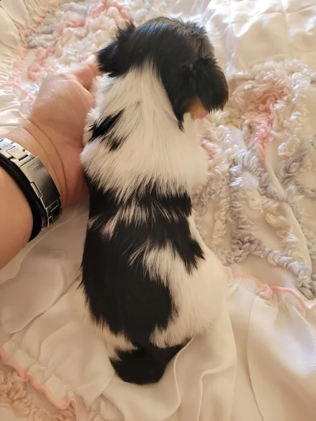 biewer terrier  | Foto 3